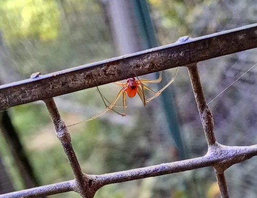 Black-tailed Red Sheetweaver photo 6