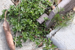 Polycarpon tetraphyllum tetraphyllum