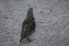 Turdus pilaris