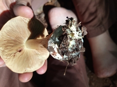 Cortinarius