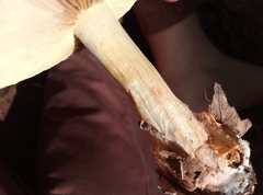 Cortinarius