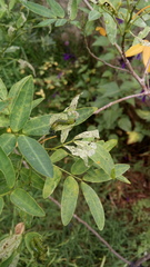 Adurgoa gonagra