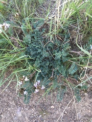Astragalus cibarius