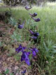 Delphinium patens
