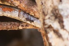 Phymatodes pusillus