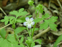 Nemophila phacelioides
