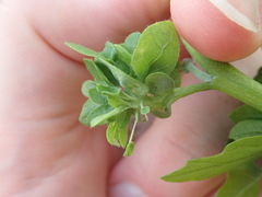 Andricus foliaformis