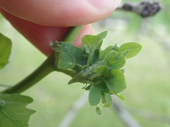 Andricus foliaformis