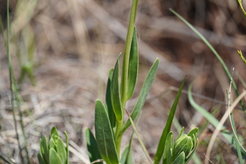Image of Dimorphotheca spectabilis by (c) Matthew Fainman, some rights reserved (CC BY)
