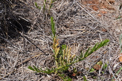 Acalypha caperonioides
