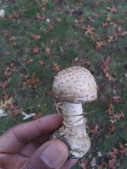 Amanita