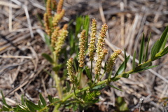Acalypha caperonioides