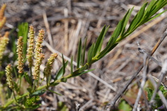 Acalypha caperonioides