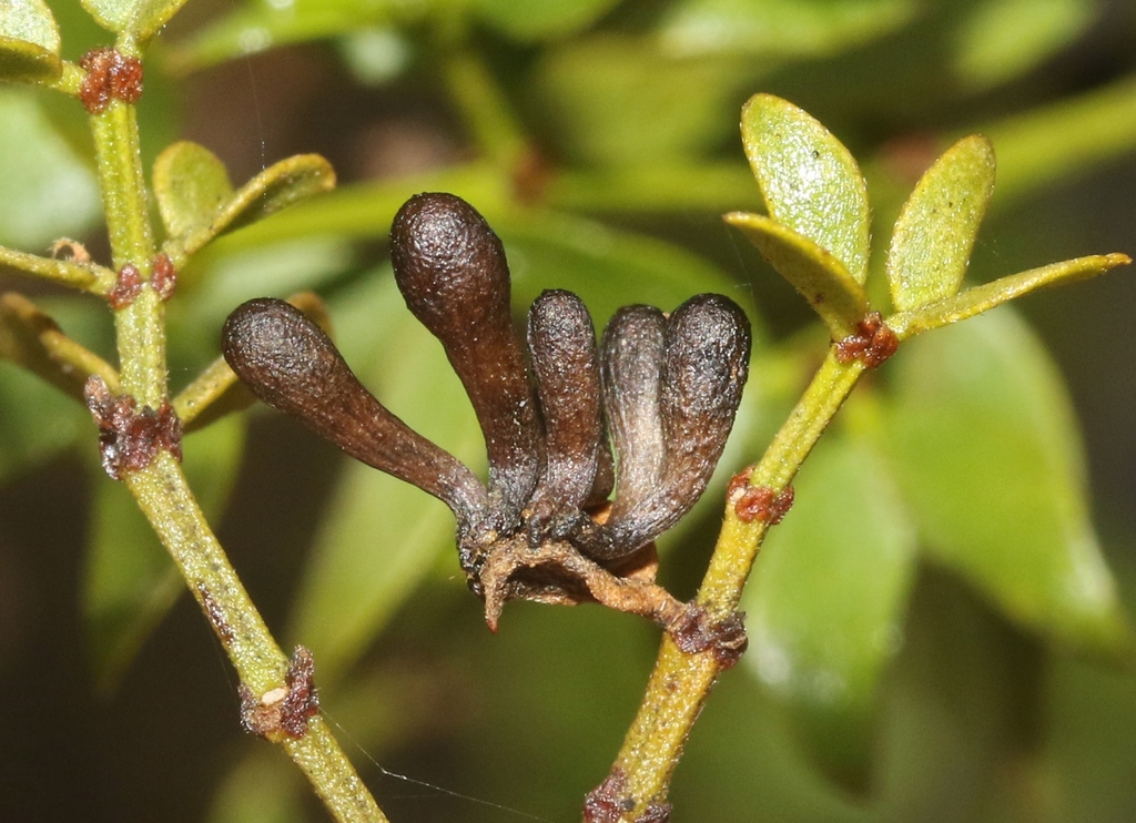 Creosote Bush Club Gall Midge