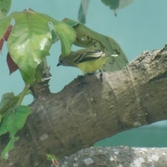 Phyllomyias