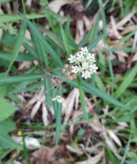 Asclepias nivea