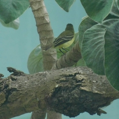 Phyllomyias