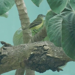 Phyllomyias