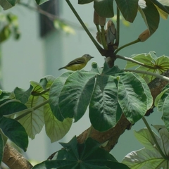 Phyllomyias