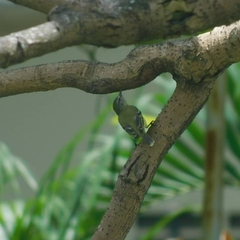 Phyllomyias