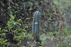Trichocereus macrogonus peruvianus