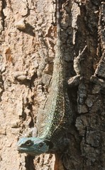 Acanthocercus atricollis