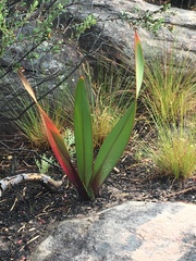 Watsonia vanderspuyae
