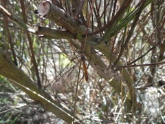 Tipula scripta