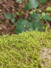 Hypnum cupressiforme cupressiforme