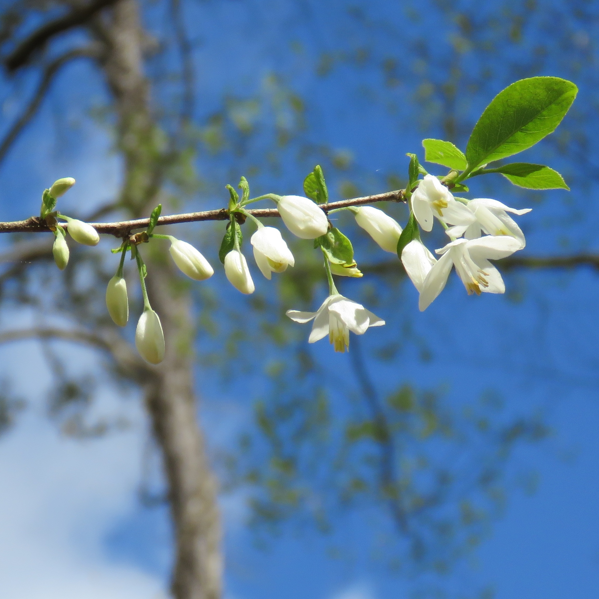 Halesia diptera