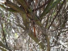 Tipula scripta