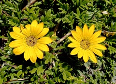 Gazania maritima
