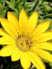 Gazania maritima