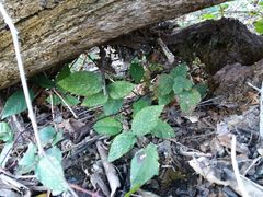 Rubus genevieri