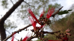 Calliandra taxifolia