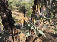 Agelanthus natalitius