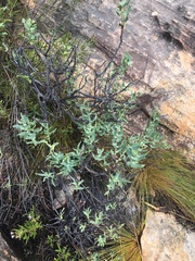 Lobostemon glaucophyllus