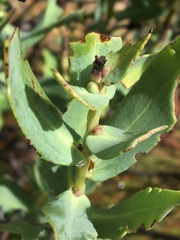 Lobostemon glaucophyllus