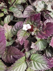 Hemigraphis alternata