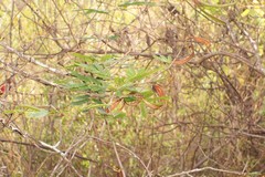 Calliandra taxifolia
