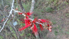 Calliandra taxifolia