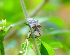 Agaeus mimus