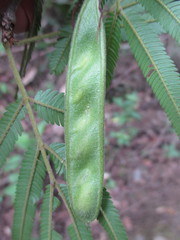 Calliandra taxifolia
