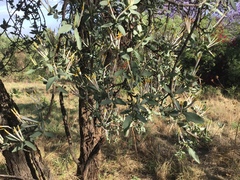 Agelanthus natalitius