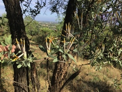 Agelanthus natalitius