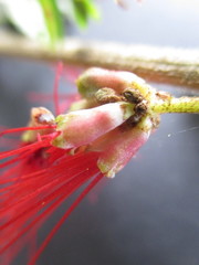 Calliandra taxifolia