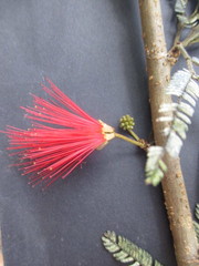 Calliandra taxifolia
