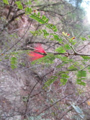 Calliandra taxifolia