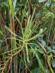 Drosera finlaysoniana