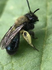 Andrena nigrocaerulea